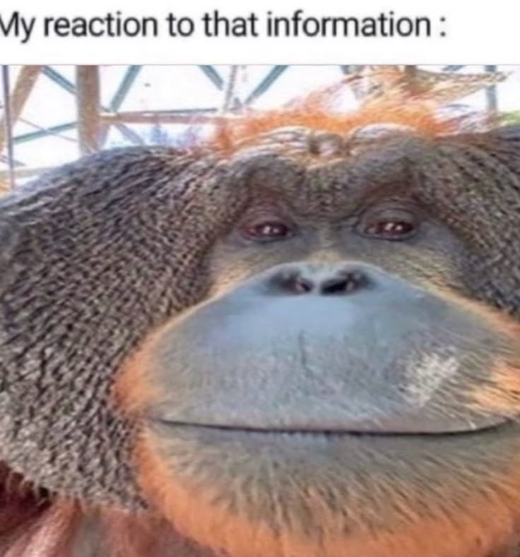 Sasquatch avatar